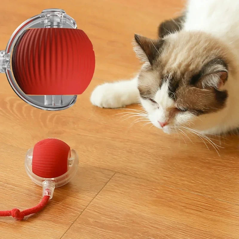 Cat Teasing Rolling Ball